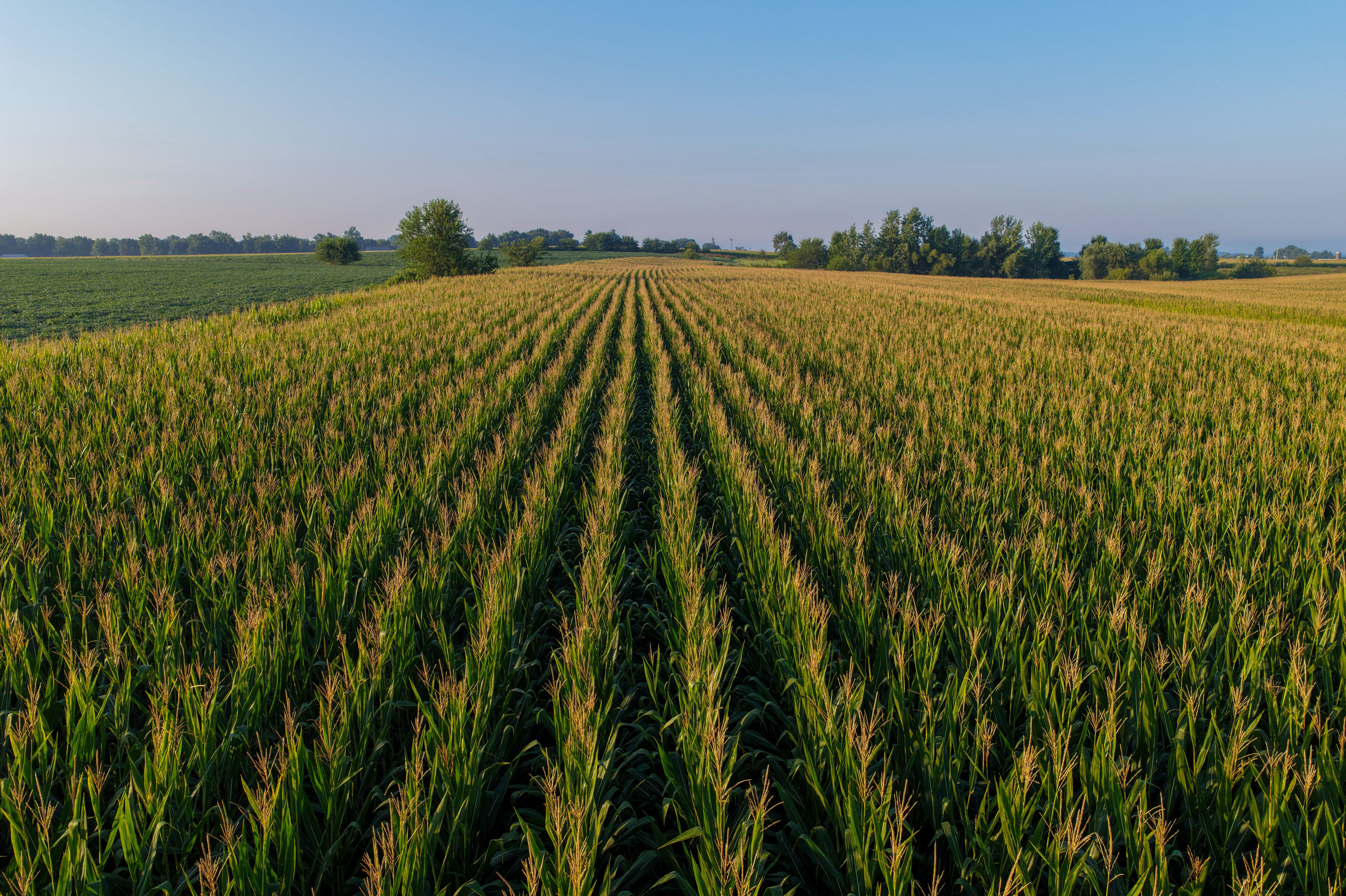 Listing Photo: 90 CSR2 Louisa County Farmland For Sale-51
